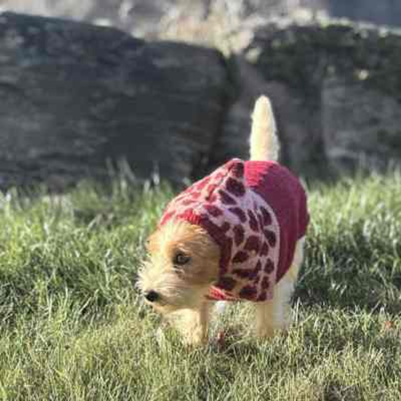 🐕Morild Bestevenn Balaclava XS/S med refleks, rosa