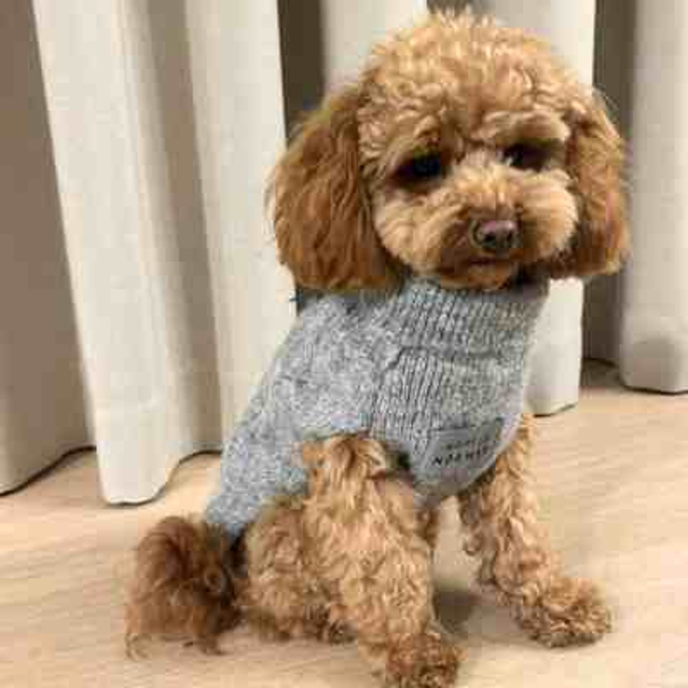 🐕Morild Bestevenn Genser XS/25cm med refleks, grå