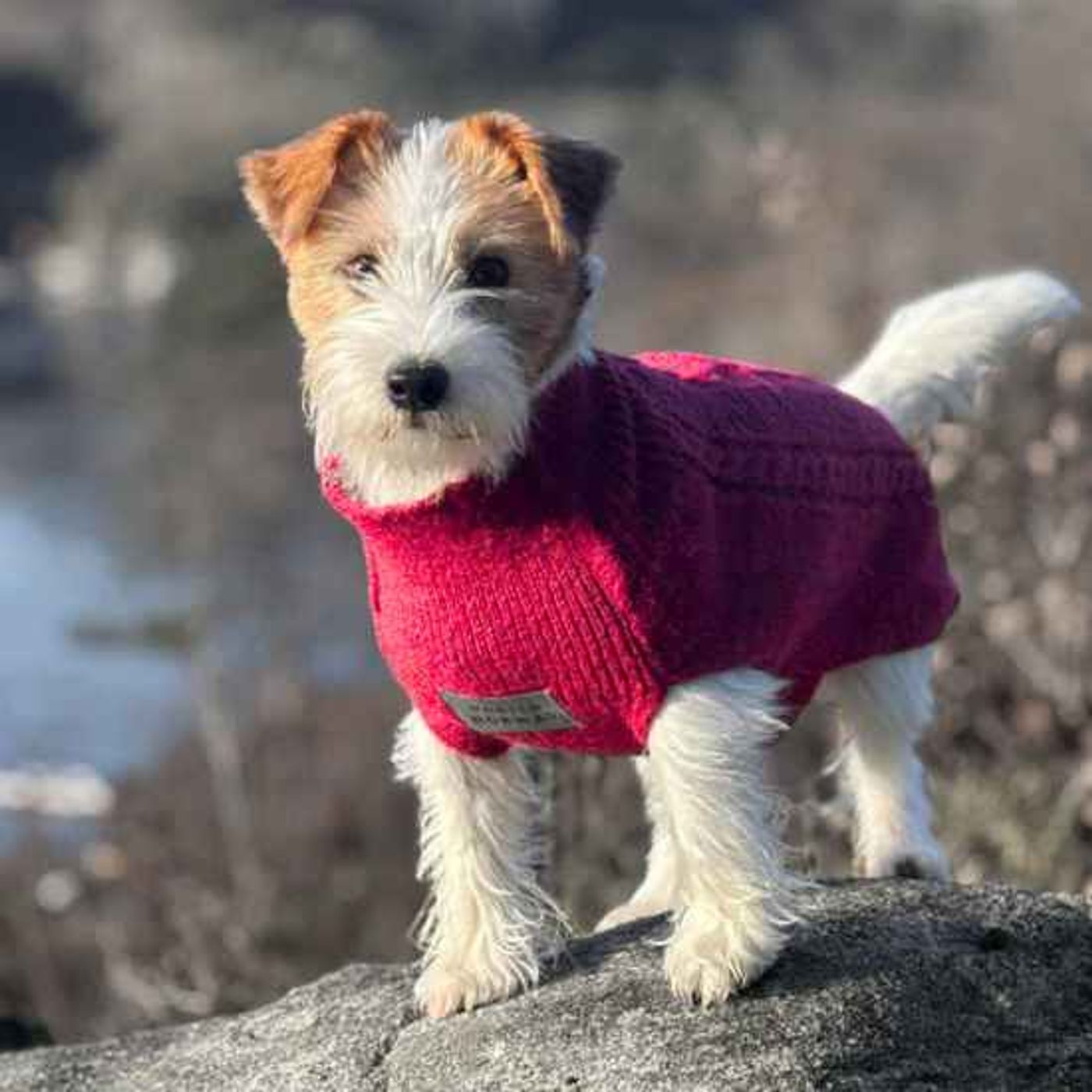 🐕Morild Bestevenn Genser S/30 cm med refleks, cherry